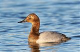 Canvasback